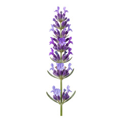 Obraz premium Single fragrant purple lavender flower stem isolated on transparent background