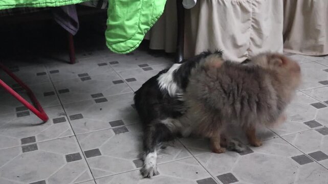 Baby Pomeranian Puppy Playing With Large Pet Dog at Floor