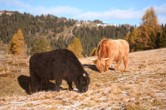 Highland cattle grazing on an alpine meadow surrounded by autumn colors in the Dolomites. Rural mountain landscape with golden larch trees and frosty grass