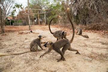 Obraz premium Common brown lemur Eulemur fulvus with orange eyes.