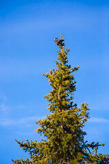 Boreal Chickadee perched on top of tree against blue sky, vertical © Alyssa