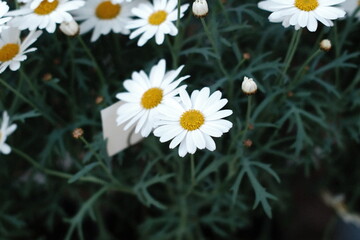 White daisies blooming in a garden © BYUNGHAK