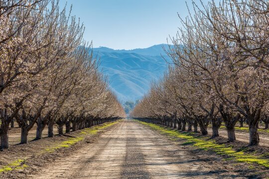 Conventional almond grove in early spring, orderly rows and soft sunlight between tree lines
