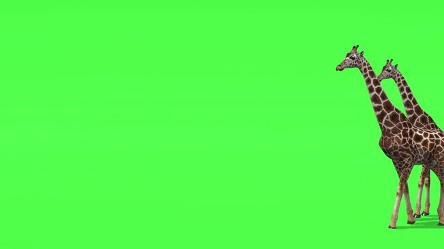Small group of giraffes walking across green screen