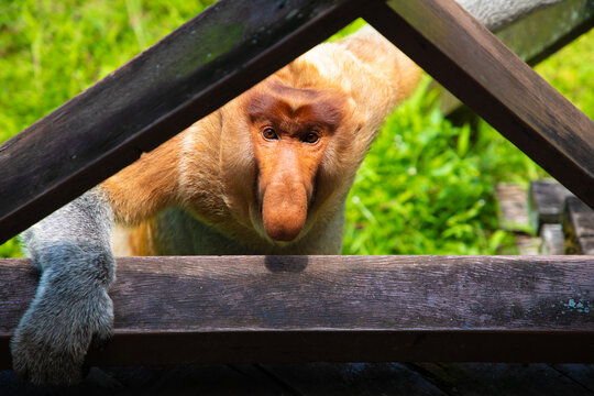 Proboscis Monkey Nasalis larvatus in mangrove rain forest