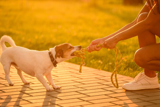 Owner training Jack Russell Terrier dog using play therapy, arousal control, pulling yellow rope toy on park path during golden hour sunset for behavior correction. Canine therapy, walking with pet