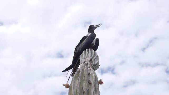 Beautiful shot of wild frigatebirds perched on giant cardon cacti in the desert landscape of Baja California Sur, Mexico, with scenic mountains in the background
