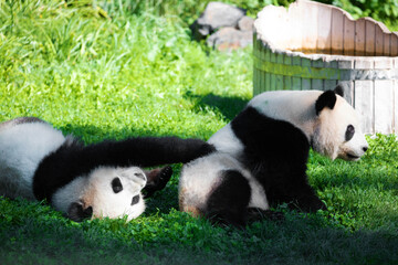 cheerful playing pandas on green lawn © Elena