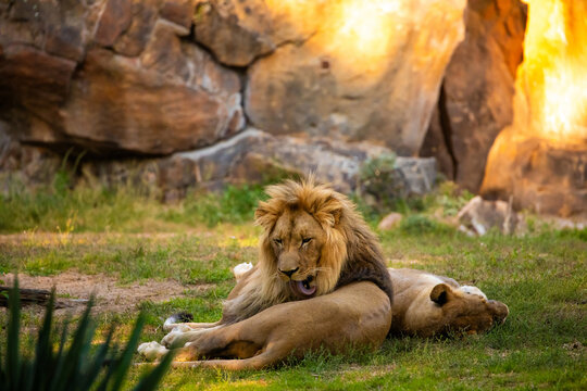 Pair adult Lions playing in zoological garden