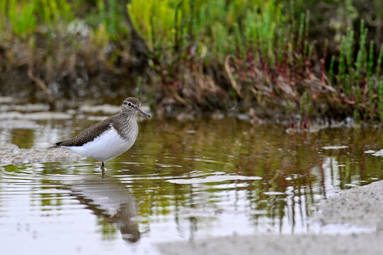 Flussuferl&auml;ufer // Common sandpiper (Actitis hypoleucos) 