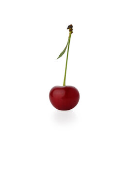 ingle Ripe Red Cherry with Long Stem and Small Leaf