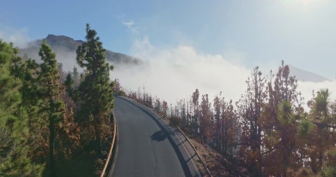 Aerial view capturing a winding mountain road with green pine trees and areas of burnt, brown forest, while dense clouds hang low, obscuring the distant volcanic landscape of Tenerife island