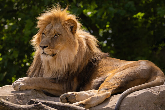 close-up image of a lion's head. expression is calm and majestic