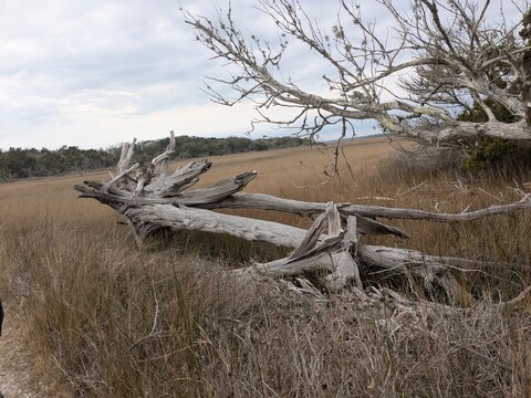 dead tree in marshland