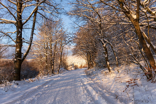 Snow-covered forest road through winter trees in the Rh&ouml;n Mountains, Germany