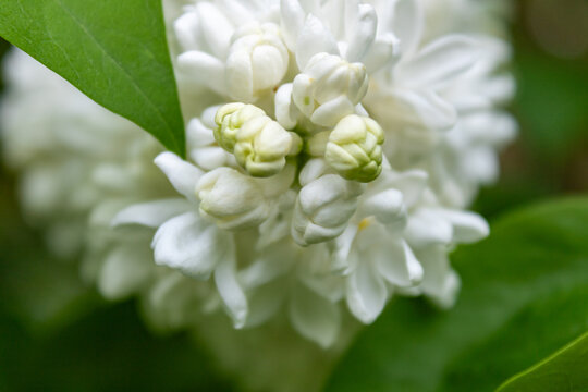 Double white common lilac (Syringa vulgaris) blossoms framed by fresh green leaves