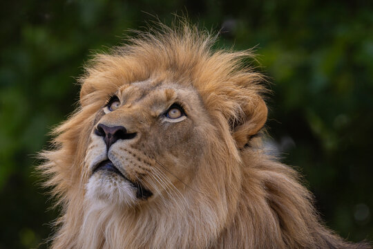 closeup image lion's head. expression is calm and majestic