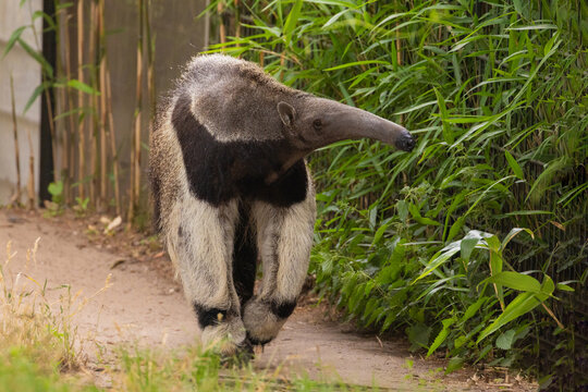 Giant anteater cute animal from Brazil.
