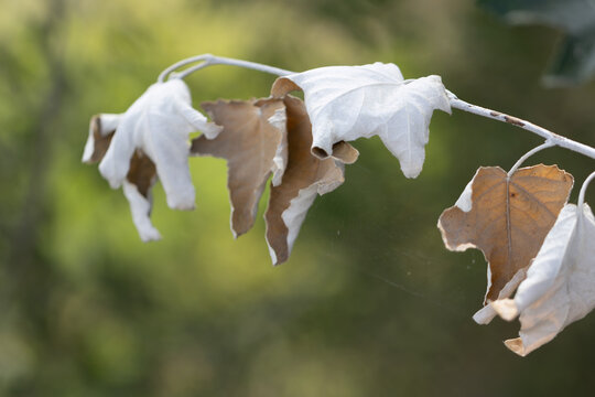 Withered Autumn Leaves Hanging Quietly Symbolizing Change Time And Acceptance