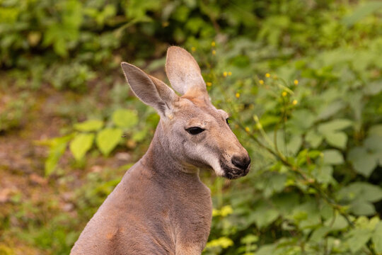 Portrait of an Australian medium sized kangaroo in selective focus