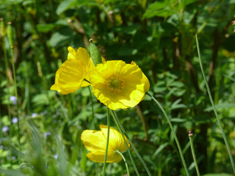 Gelber Klatschmohn