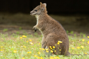 Bennett's wallaby Macropus or Notamacropus rufogriseus © Elena