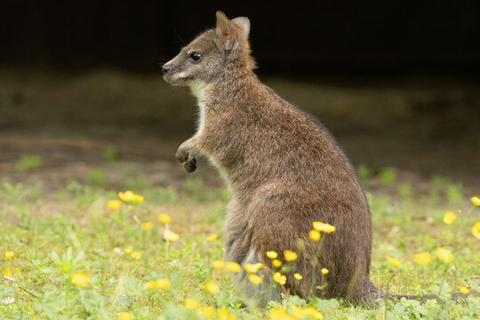 Bennett's wallaby Macropus or Notamacropus rufogriseus