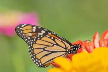 Obraz premium Monarch butterfly (Danaus Plexippus) on colorful red and yellow zinnia in summer garden.