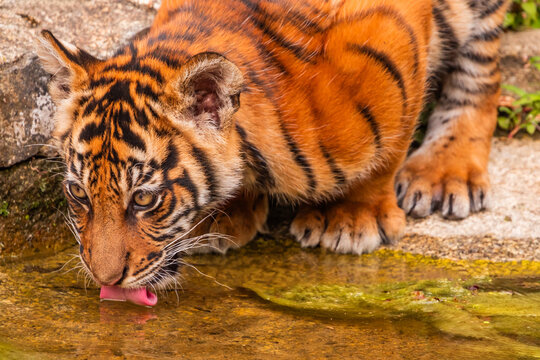 Sumatran tiger family with two little cubs