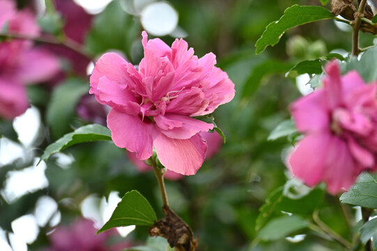 Pink Rose of Sharon flower bush