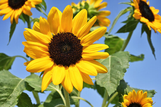 Sunflowers against a blue sky