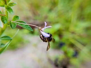 Close-up of a worker honeybee collecting nectar from a flower  mutualistic symbiosis  bee-flower relationship. © Sigit