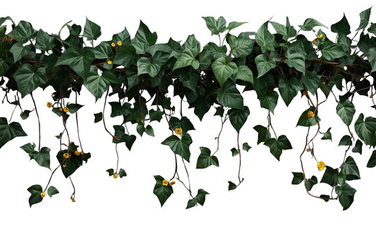 Dense trailing ivy garland with yellow blossoms