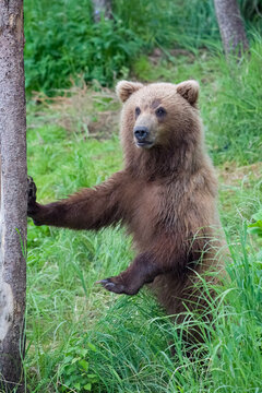 Juvenile Brown Bear with paw on tree
