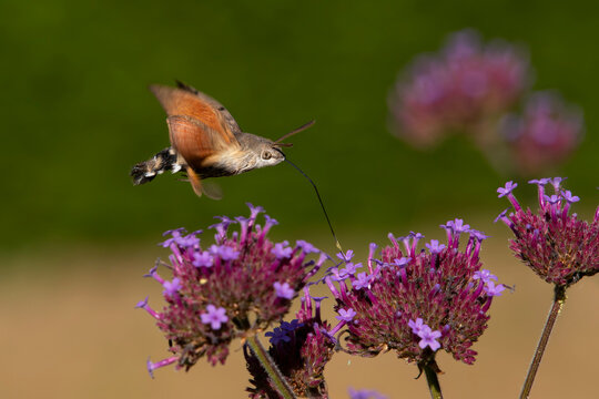 A Hummingbird hawk-moth (Macroglossum stellatarum) feeding on verbena flowers, in flight using long proboscis