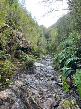 Selva