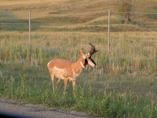 antelope in the grass © Morgan D.