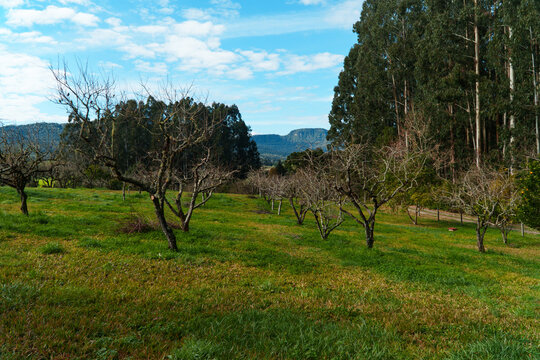 Deciduous fruit orchard during winter dormancy with bare apple trees on green pasture and tall eucalyptus forest background in Urubici, Santa Catarina, Brazil. Scenic rural agriculture and seasonal co