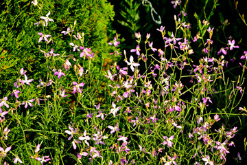 Lewkonia długopłatkowa (Matthiola longipetala), maciejka, pachnąca maciejka, night-scented stock, evening stock, Cheiranthus longipetalus, Matthiola bicornis, Matthiola oxyceras, Night flowers violet © kateej