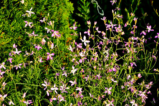 Lewkonia długopłatkowa (Matthiola longipetala), maciejka, pachnąca maciejka, night-scented stock, evening stock, Cheiranthus longipetalus, Matthiola bicornis, Matthiola oxyceras, Night flowers violet