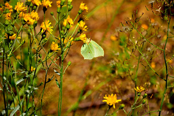 Fototapeta premium żółty cytrynek, żółty motyl siedzący na żółtym kwiecie, Latolistek cytrynek, listkowiec cytrynek (Gonepteryx rhamni), common brimstone, Male common brimstone 