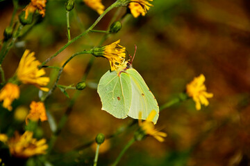 żółty cytrynek, żółty motyl siedzący na żółtym kwiecie, Latolistek cytrynek, listkowiec cytrynek (Gonepteryx rhamni), common brimstone, Male common brimstone  © kateej