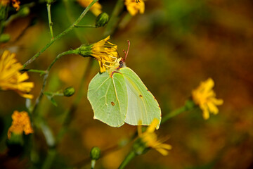 żółty cytrynek, żółty motyl siedzący na żółtym kwiecie, Latolistek cytrynek, listkowiec cytrynek (Gonepteryx rhamni), common brimstone, Male common brimstone  © kateej