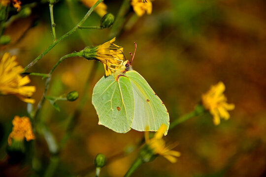 ż&oacute;łty cytrynek, ż&oacute;łty motyl siedzący na ż&oacute;łtym kwiecie, Latolistek cytrynek, listkowiec cytrynek (Gonepteryx rhamni), common brimstone, Male common brimstone 