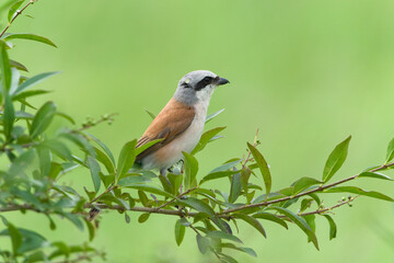 Fototapeta premium Red-backed shrike (Lanius collurio) male perched inside a green bush, small wild bird hiding in leaves, side view