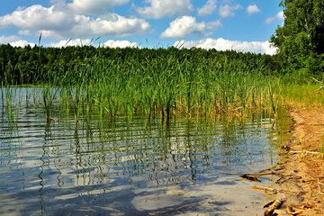 trzciny odbijające się w wodzie, trzciny rosnące w wodzie przy brzegu, trzcina pospolita, Phragmites australis, reeds reflected in the water's surface, Green reeds reflecting in water © kateej