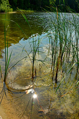 trzciny odbijające się w wodzie, trzciny rosnące w wodzie przy brzegu, trzcina pospolita, Phragmites australis, reeds reflected in the water's surface, Green reeds reflecting in water © kateej