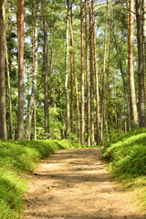 droga przez sosnowy, wysoki las, oświetlo0na słońcem, leśna ścieżka w słoneczny dzień, a road through a tall pine forest, lit by the sun, a forest path on a sunny day, Summer day in the pine forest. © kateej