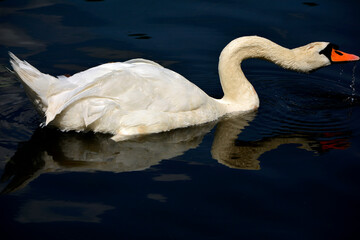łabędź na wodzie, portret łabędzia odbijający się w wodzie, swan, swan on the water, portrait of a swan,  © kateej