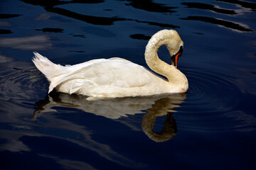 łabędź na wodzie, portret łabędzia odbijający się w wodzie, swan, swan on the water, portrait of a swan,  © kateej